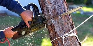  Otterbe, IN Tree Services Pros