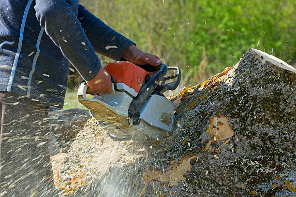 Best Tree Disease Treatment  in Otterbe, IN